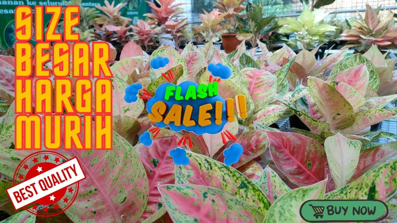 Aglonema Size Besar Harga Murih Bestie..Disini Cari Aglaonema Sehat Top Perform. Alvin Nursery *835