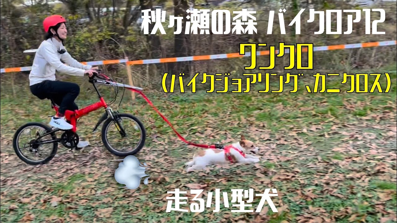 ジャックラッセルテリアとワンクロ（バイクジョアリング＆カニクロス）に参加しました（秋ヶ瀬の森バイクロア12）/ Bikejoring and Canicross with Jack Russell