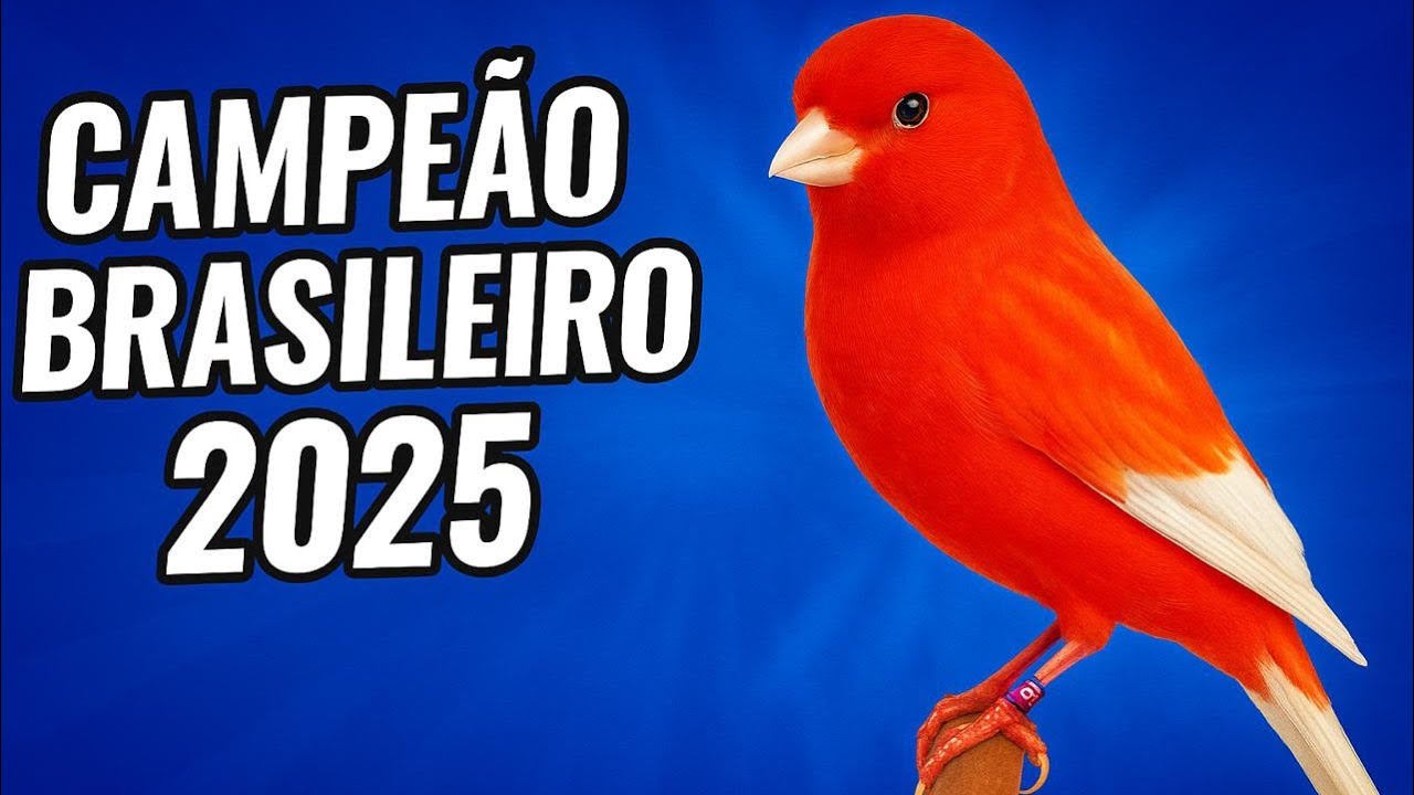 Canário Vermelho Nevado Asas Brancas - Campeão Brasileiro 2025 - Criador Lourenço Portante