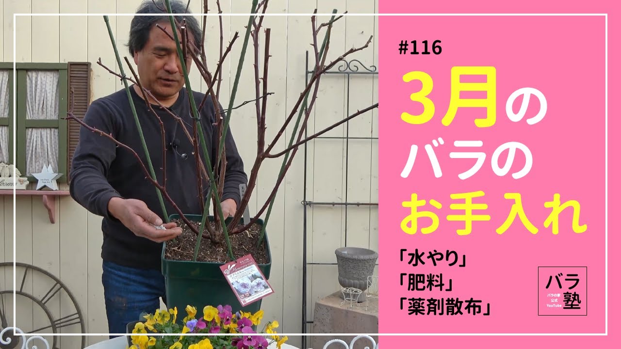 #116 3月のバラのお手入れ【バラの育て方：3月】