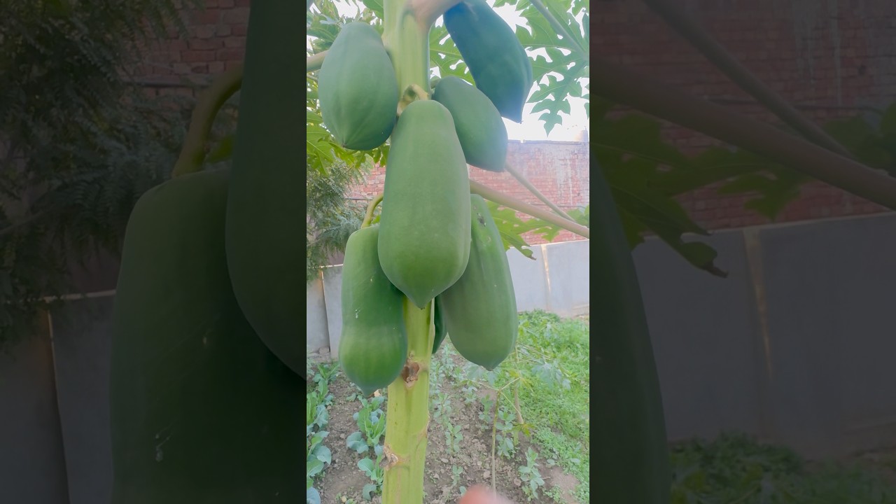 Beautiful papayas of the garden 