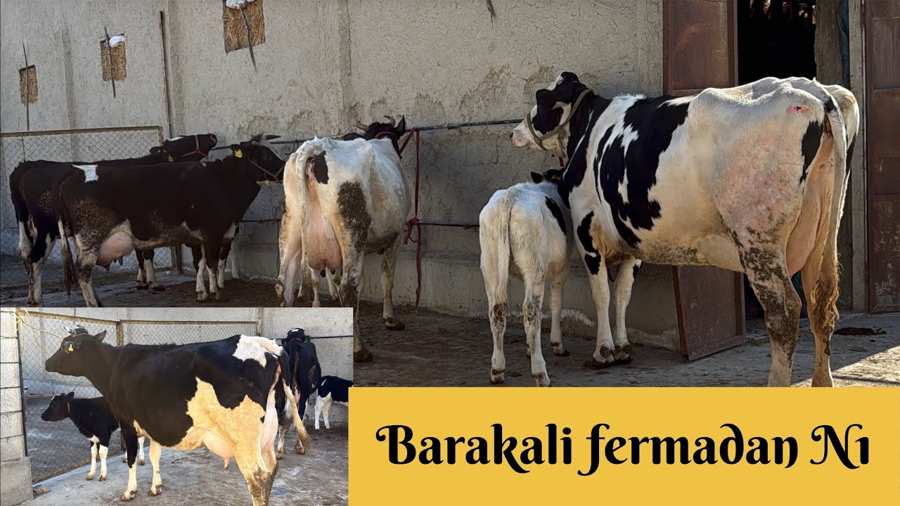 Barakali fermadan ishonchli ona bola sigirlar soraganlarga koring