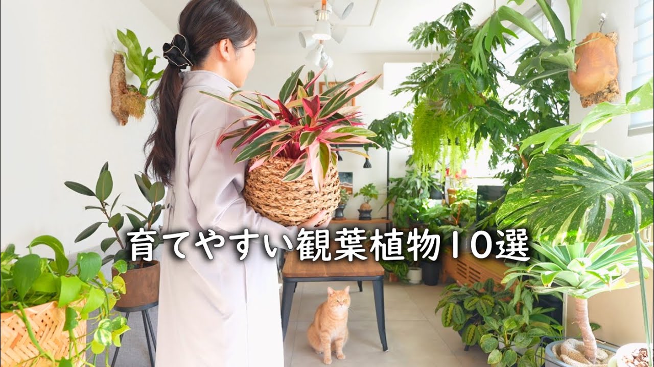 初心者でも安心丨手間が少なく育てやすい観葉植物10選