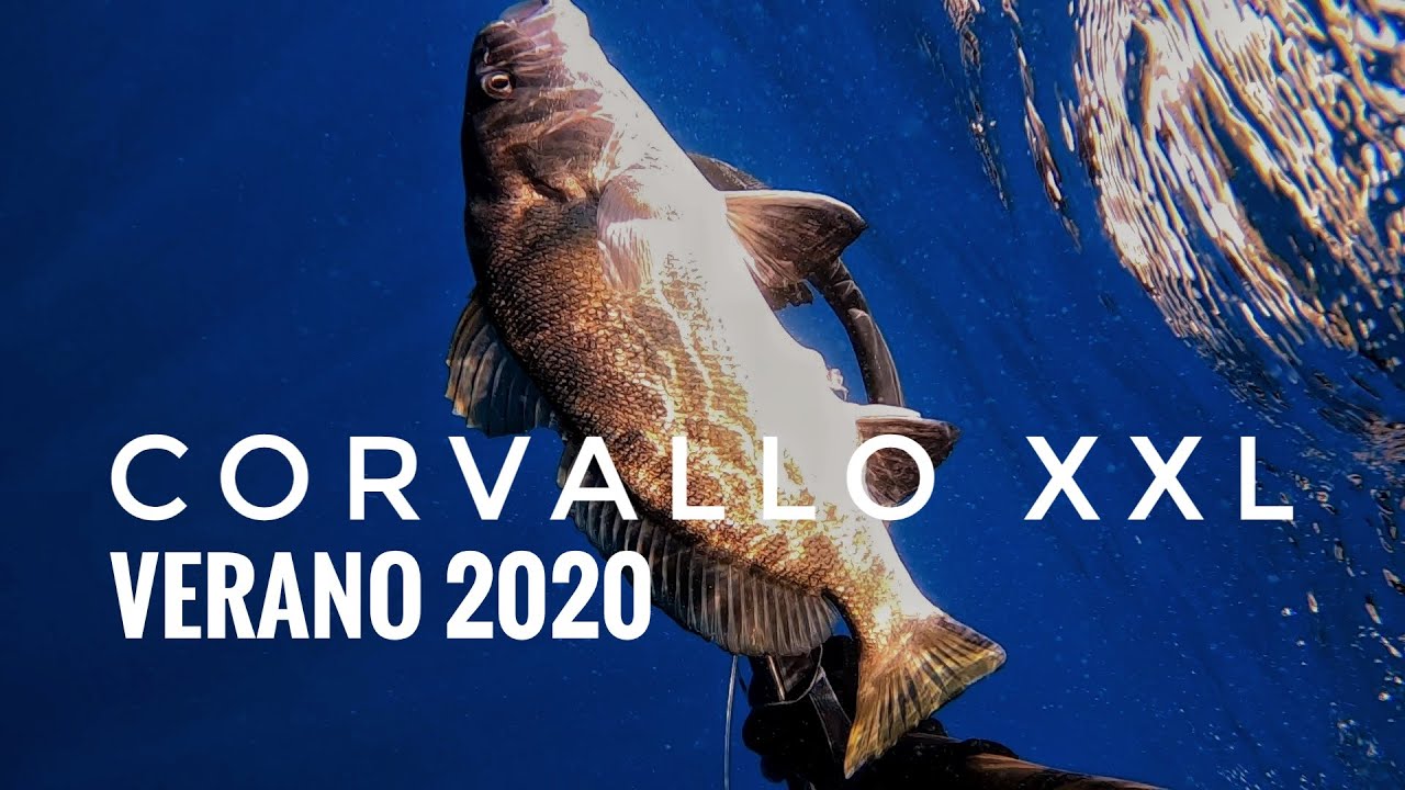 CORVALLO XXL veraniego - Agosto 2020 - PESCA SUBMARINA & APNEA