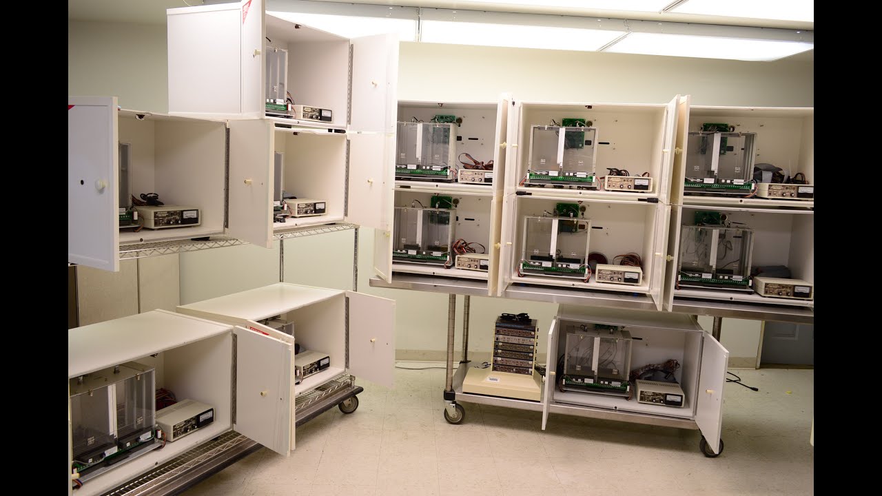 Coulbourn Stimulus Response Behavioral Rodent Monitoring Testing System Habitest