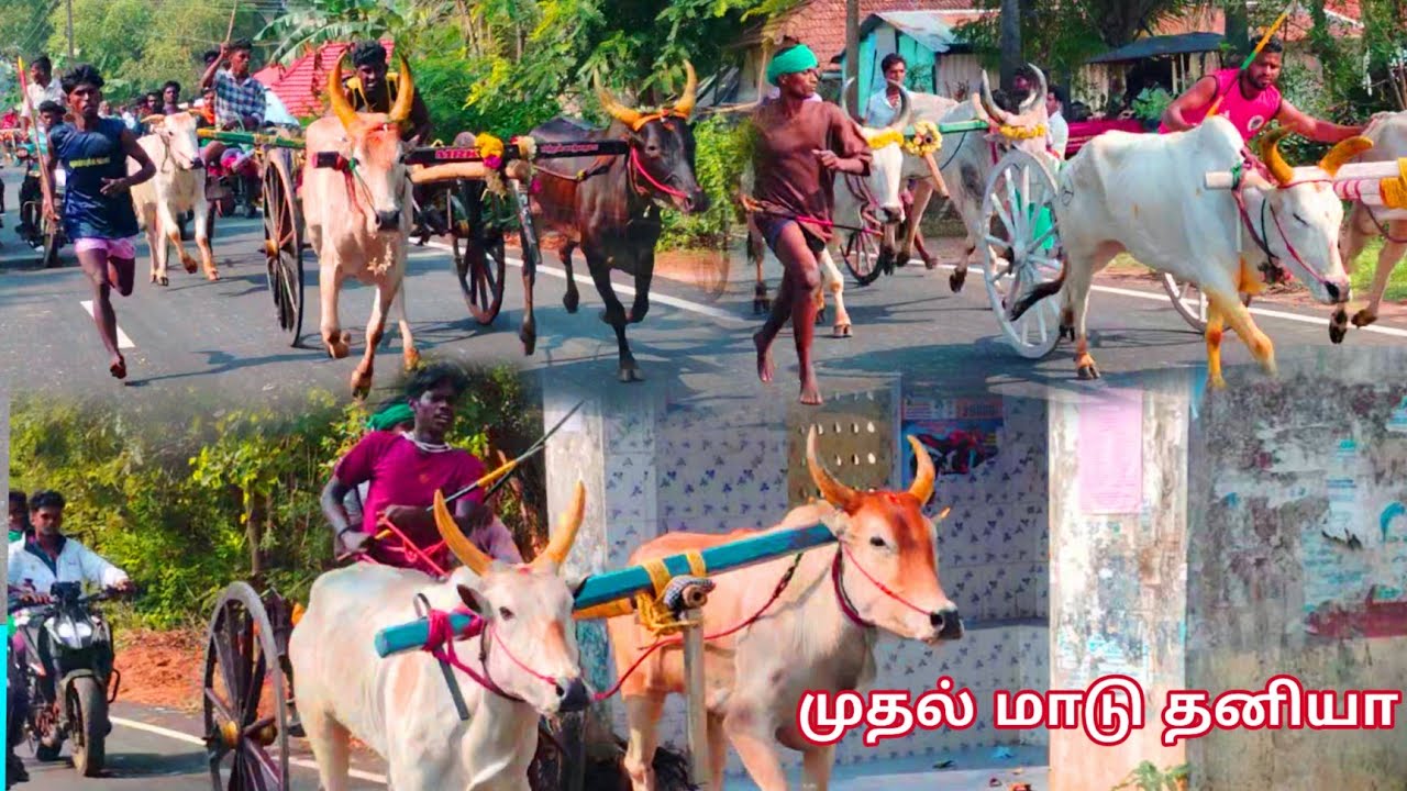 அமரசிமேந்திரபுரம் புதுப்புட்டு மாட்டுவண்டி எல்கை பந்தையம்... 🏆