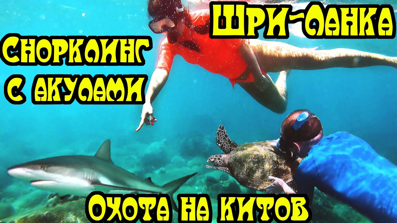 Шри Ланка. Часть 5. Тринкомали. Храм Конешварам. Снорклинг на Острове Пиджеон с акулами и черепахами