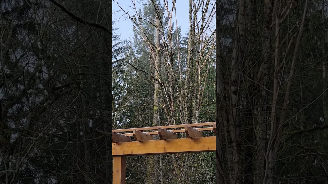 Tree topping - 3 chainsaws at same time