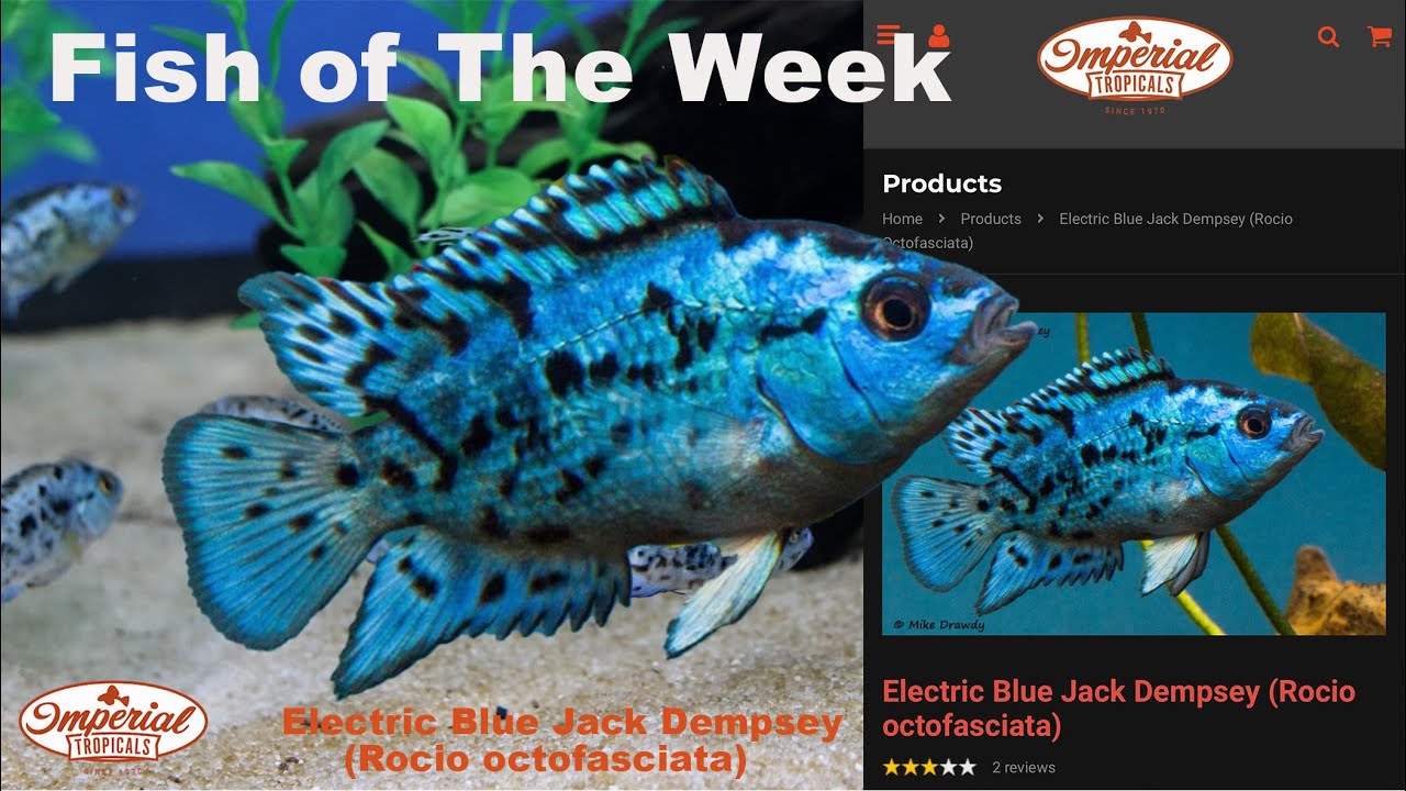 Electric Blue Jack Dempsey (Rocio octofasciata)❤️🐟 #imperialtropicals
