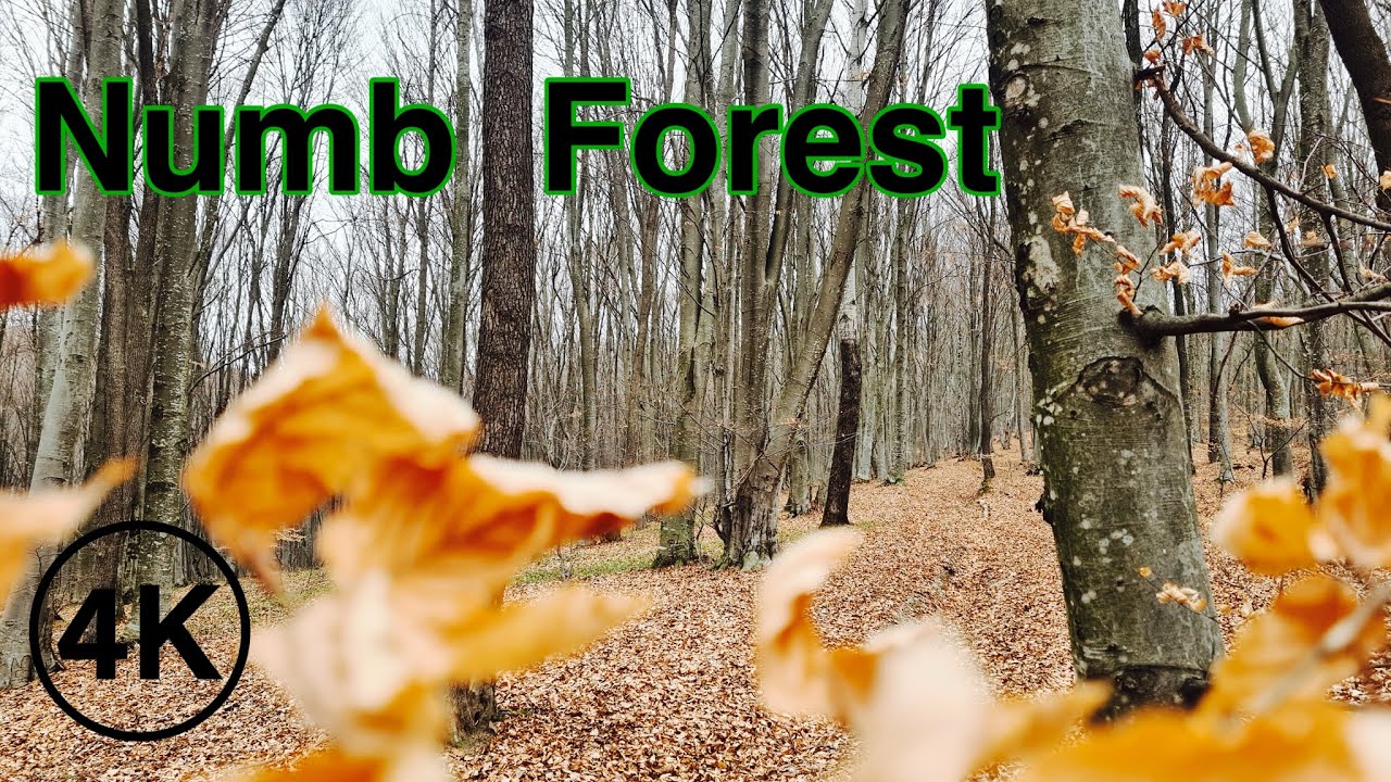4K Walking in the Numb Forest, Romania / Nature Sounds , Relaxing Autumn
