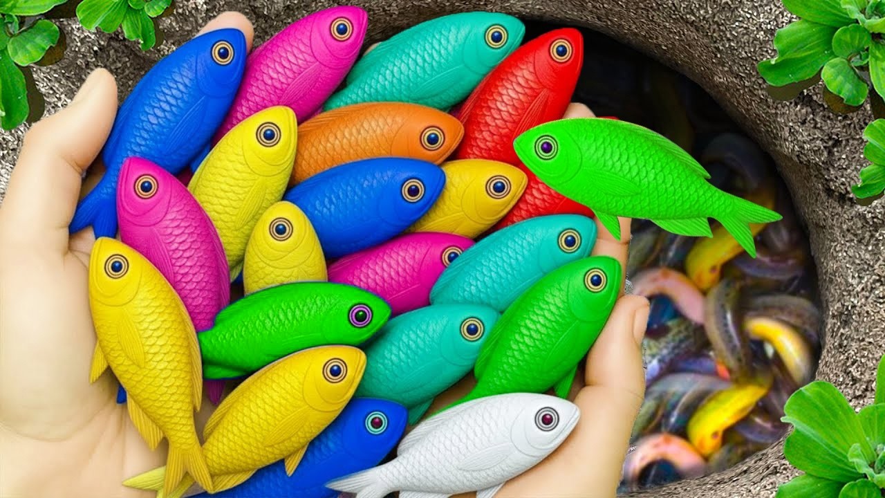 Catch beautiful aquarium fish in small pond baby turtles, eel, dragon guppy fish,platyfish cute fish