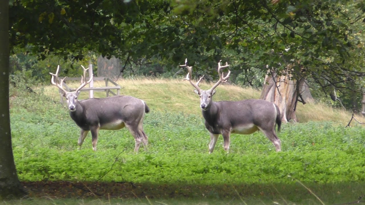 Père David's Deer, September 2019