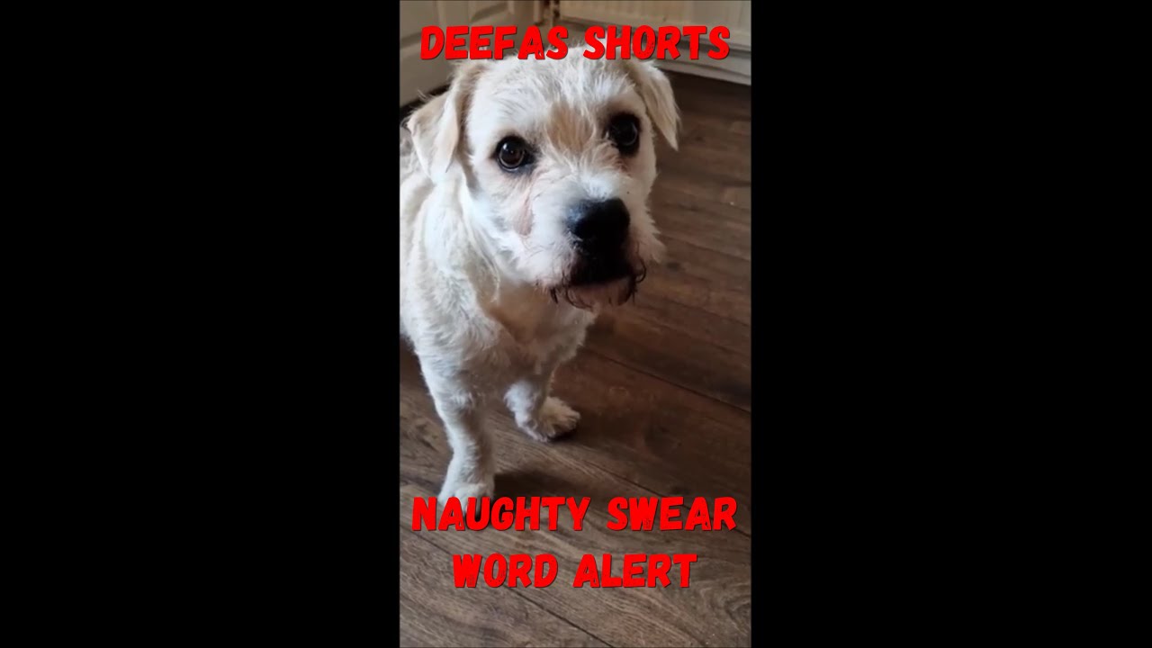 Deefa At His Best (Worst) Can you Handle,  Deefa The Dog?