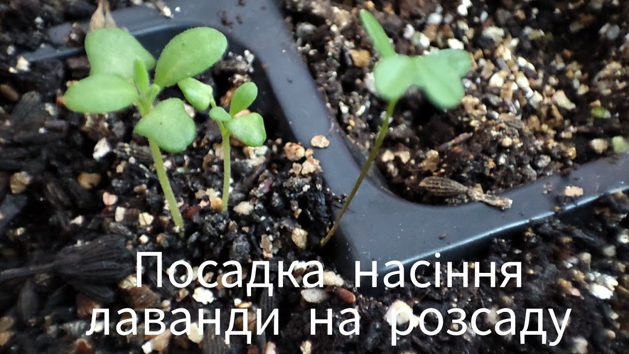 Посадка насіння лаванди на розсаду лаванда з насіння