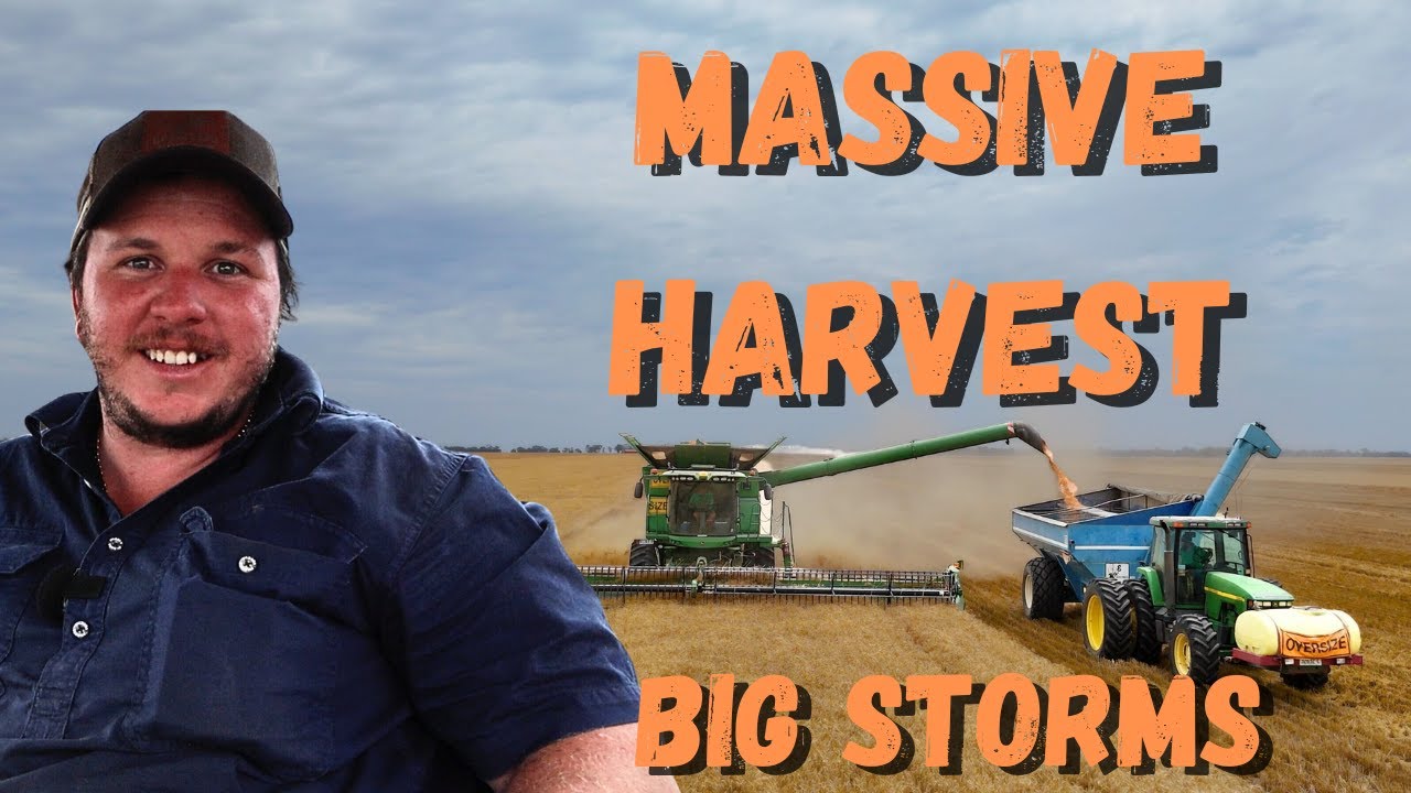 Massive Wheat Harvest Races The Storms 2024