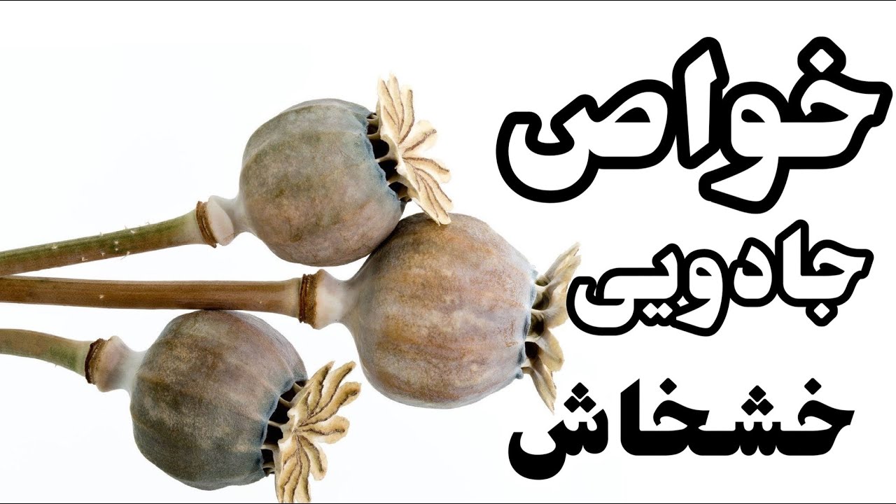 خواص فوق الهاده خشخاش که نمیدونستی 🤔👌