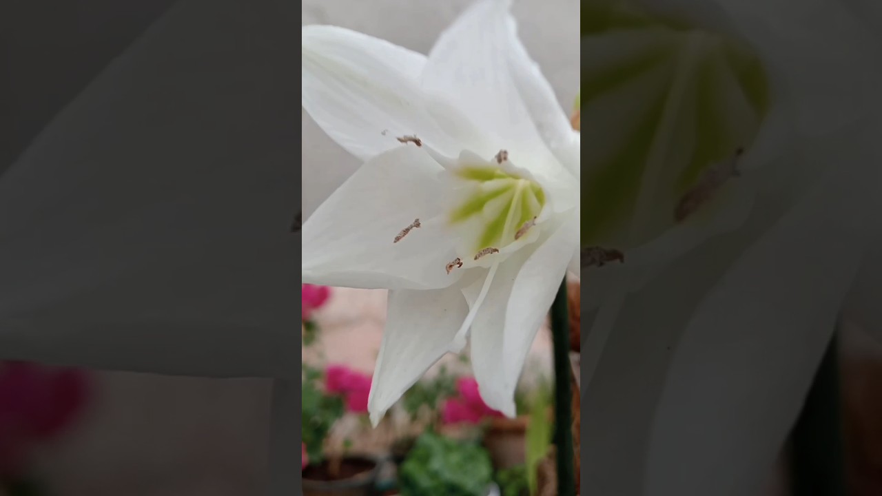 Beautiful Amazon Lily 