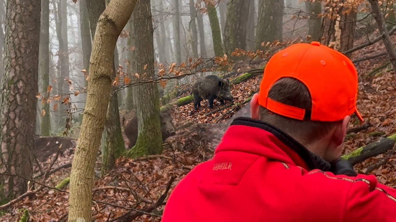 ACHTUNG SAUEN auf 5 Meter - Dr&uuml;ckjagd im Schwarzdorn Komplex (Copterpro Jagd)