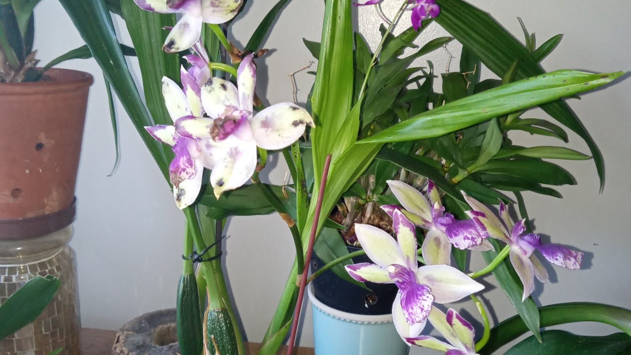 huge Carmela orchid unboxing!!!