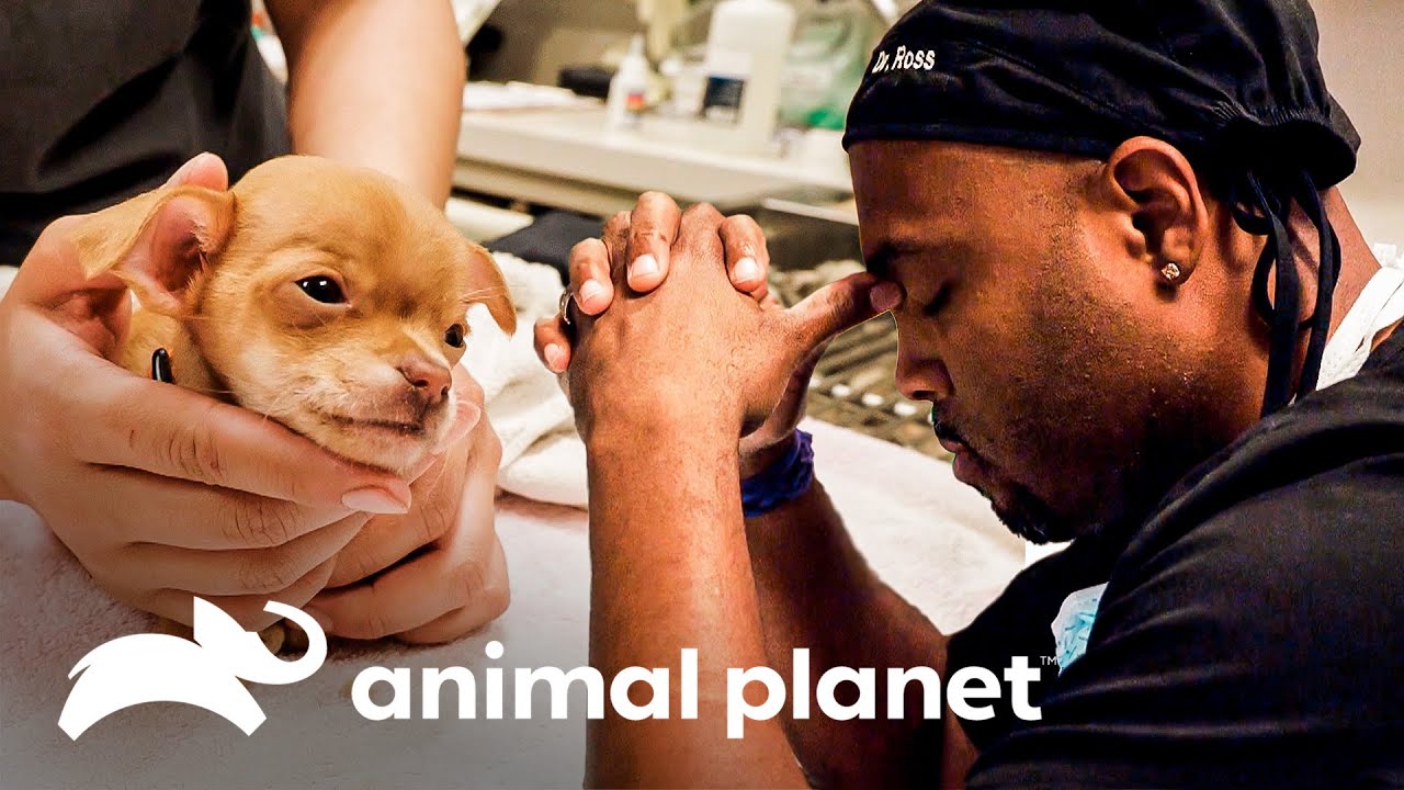 Un cachorro de chihuahua llegó de urgencia a la clínica | Veterinarios de Texas | Animal Planet