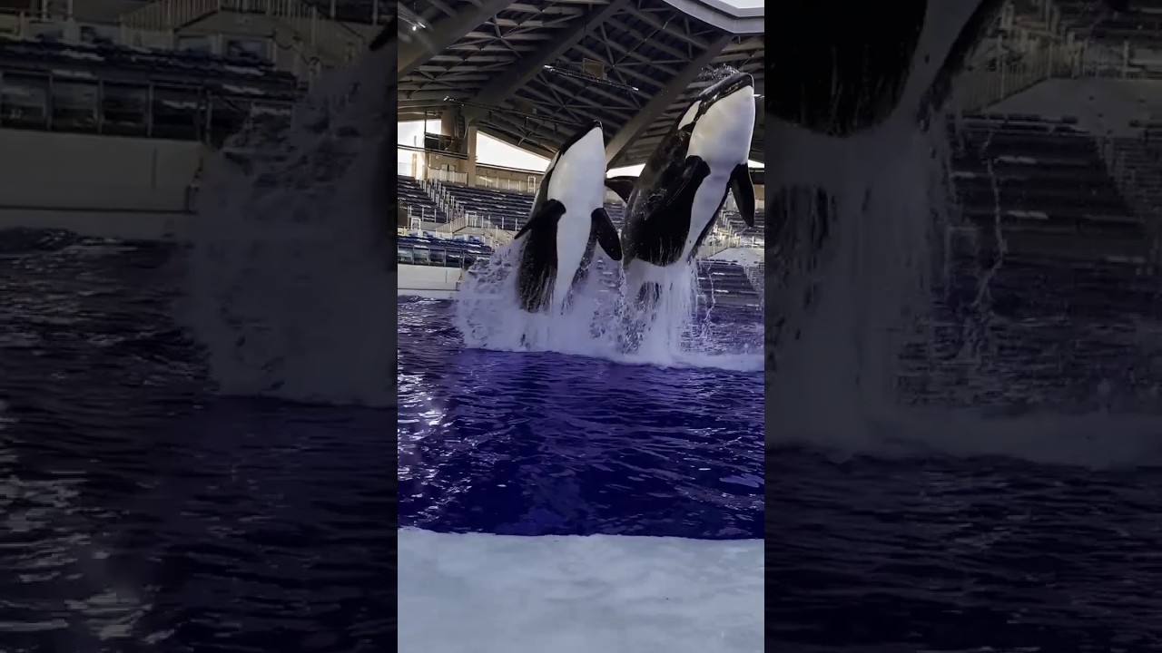 Dolphin jumping out water