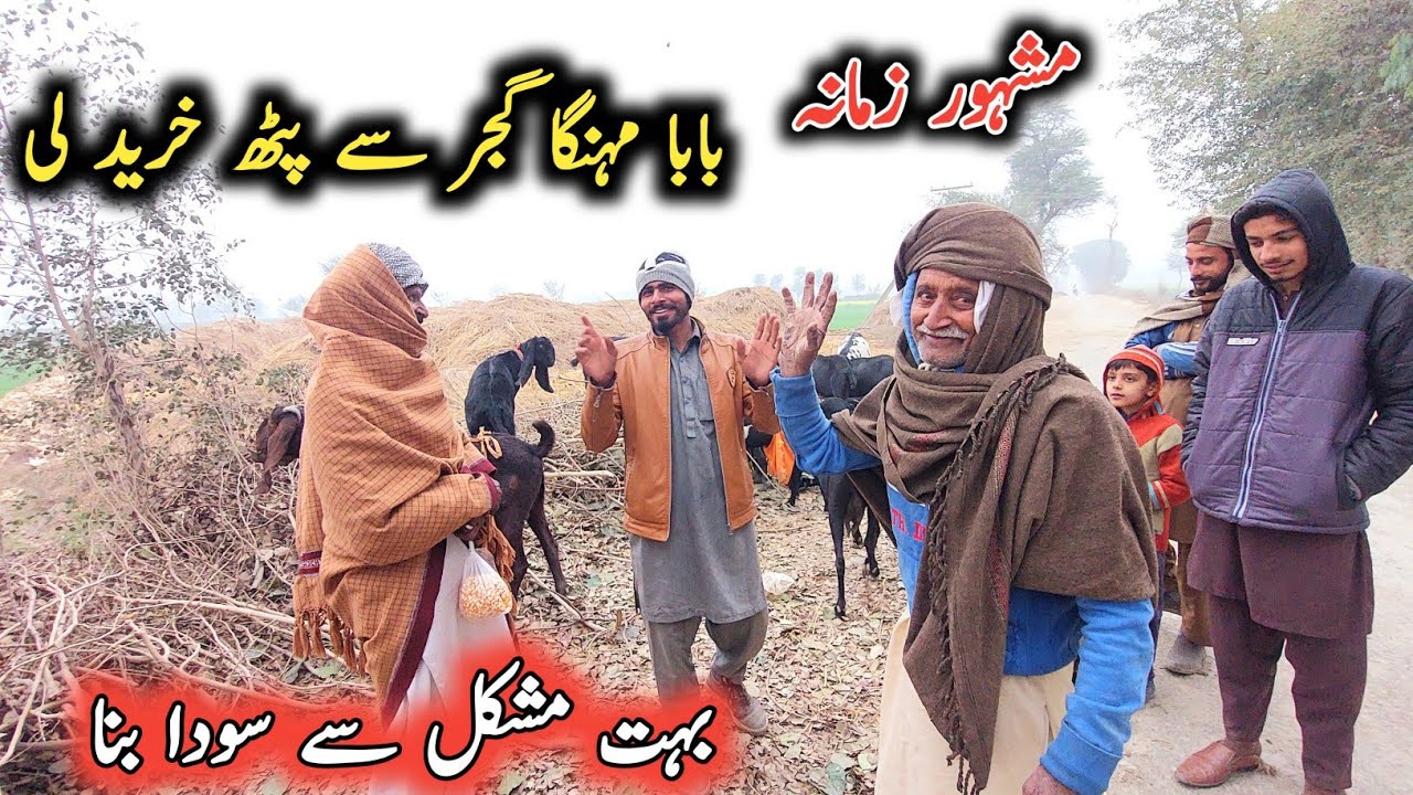 Baba Mehnga Gujjar Path Khreed Le-Soda Ktny Ma Hwa.? Pure Amrtsari Beetal Goats Of Baba Mehnga Gujar