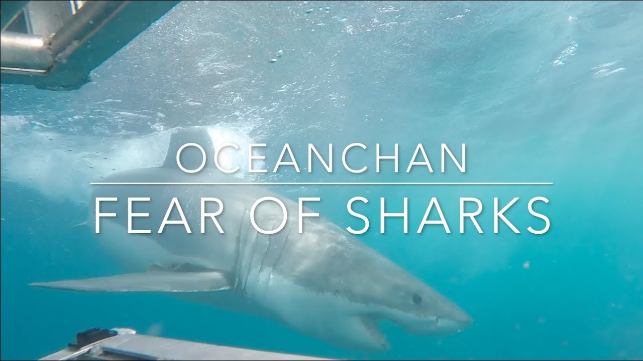 Fear of sharks whilst freediving | Great White Sharks at Neptune Islands | Oceanchan