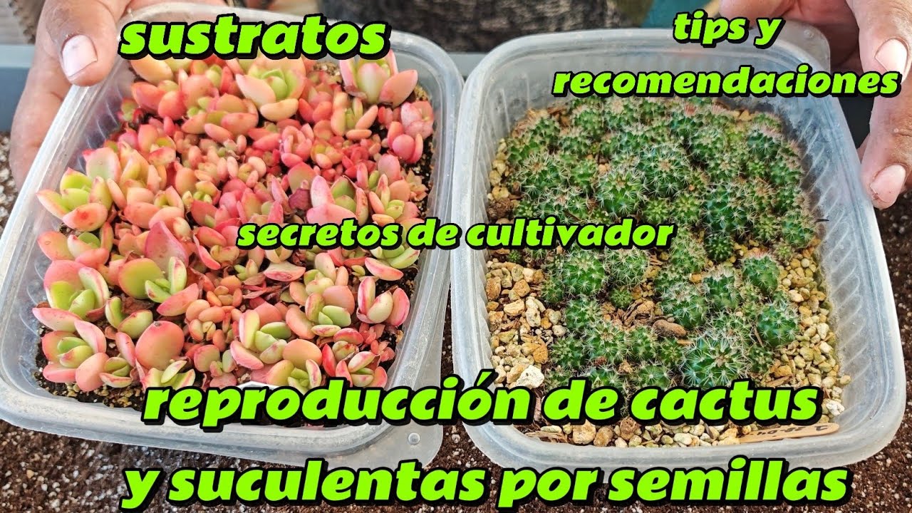 Reproducir cactus y suculentas por semillas, tips , recomendaciones y más
