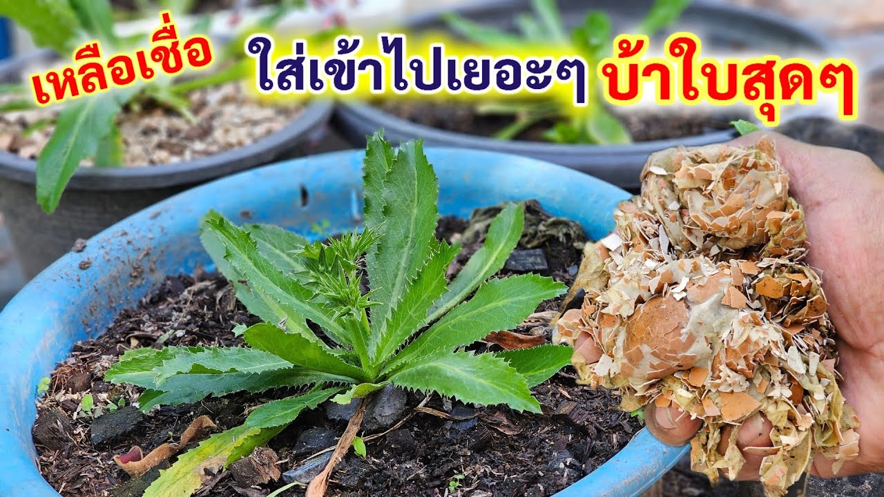 เกิดมาเพิ่งรู้💥ผักชีฝรั่งใบใหญ่ ใบยาว บ้าใบสุดๆ แค่กำสิ่งนี้ใส่ในกระถาง