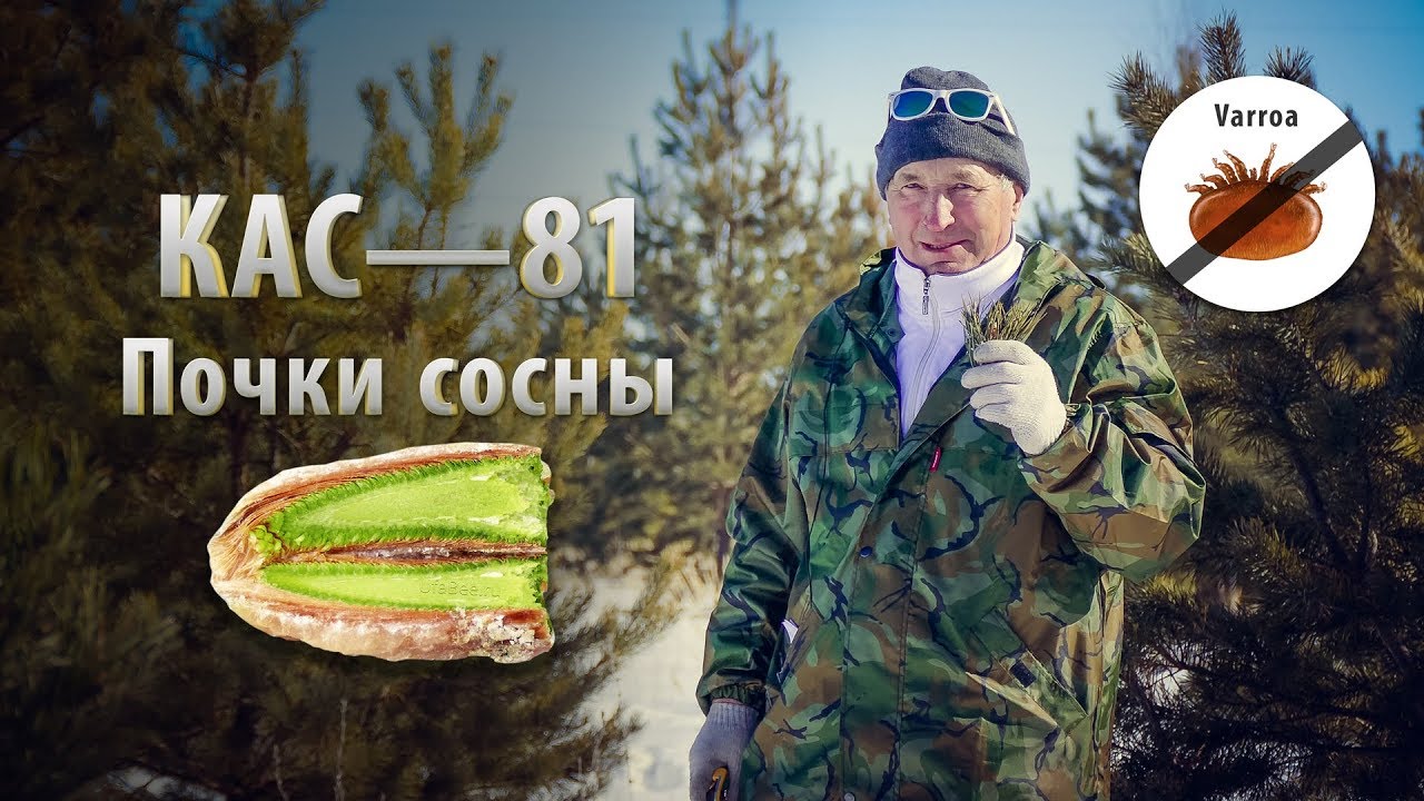 КАС-81 / Почки сосны / Сроки и правила сбора