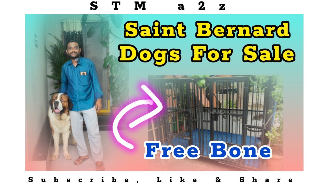 Saint Bernard Dogs In Anantapur || Sale || STM a2z
