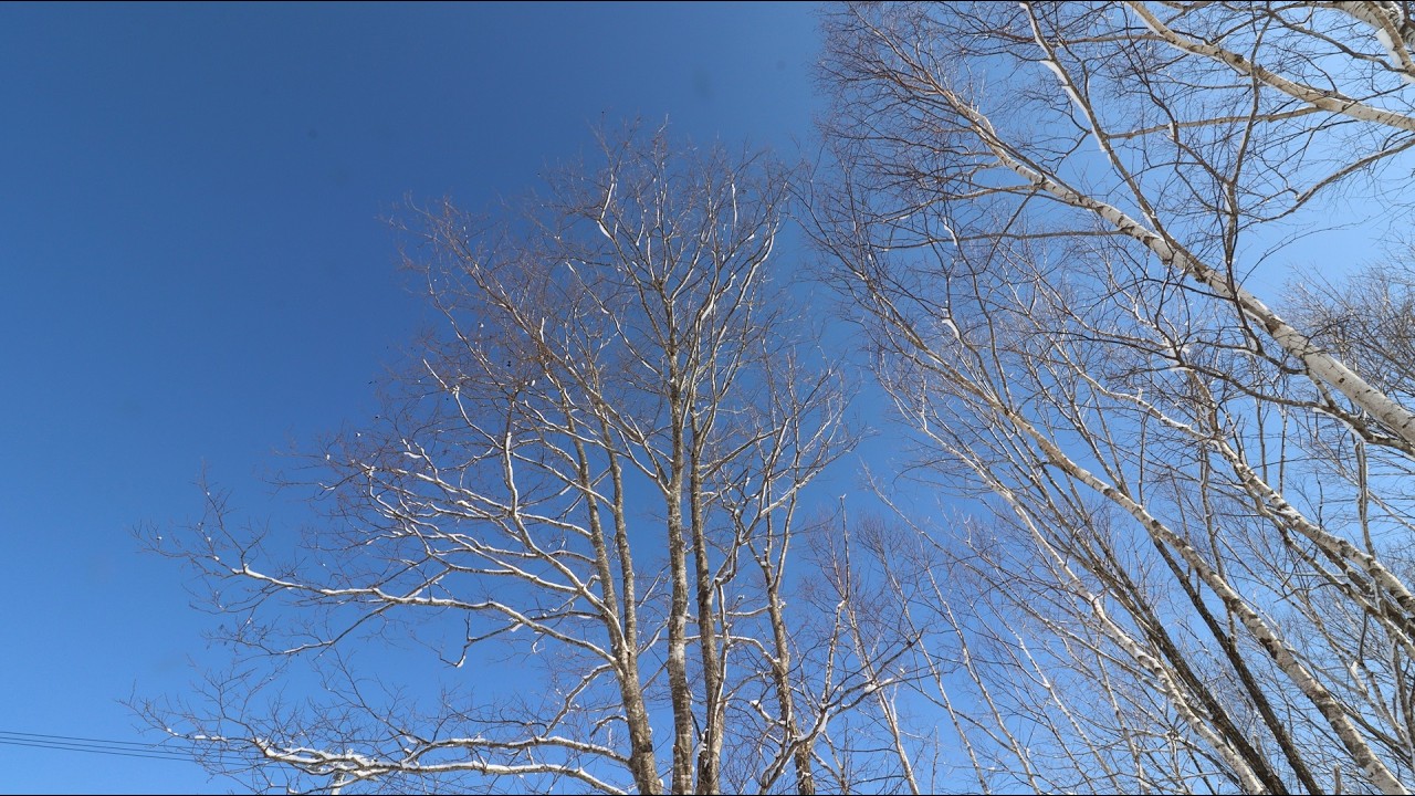 LittlePreludes BWV933,BWV934,BWV935. Wanda Landowska