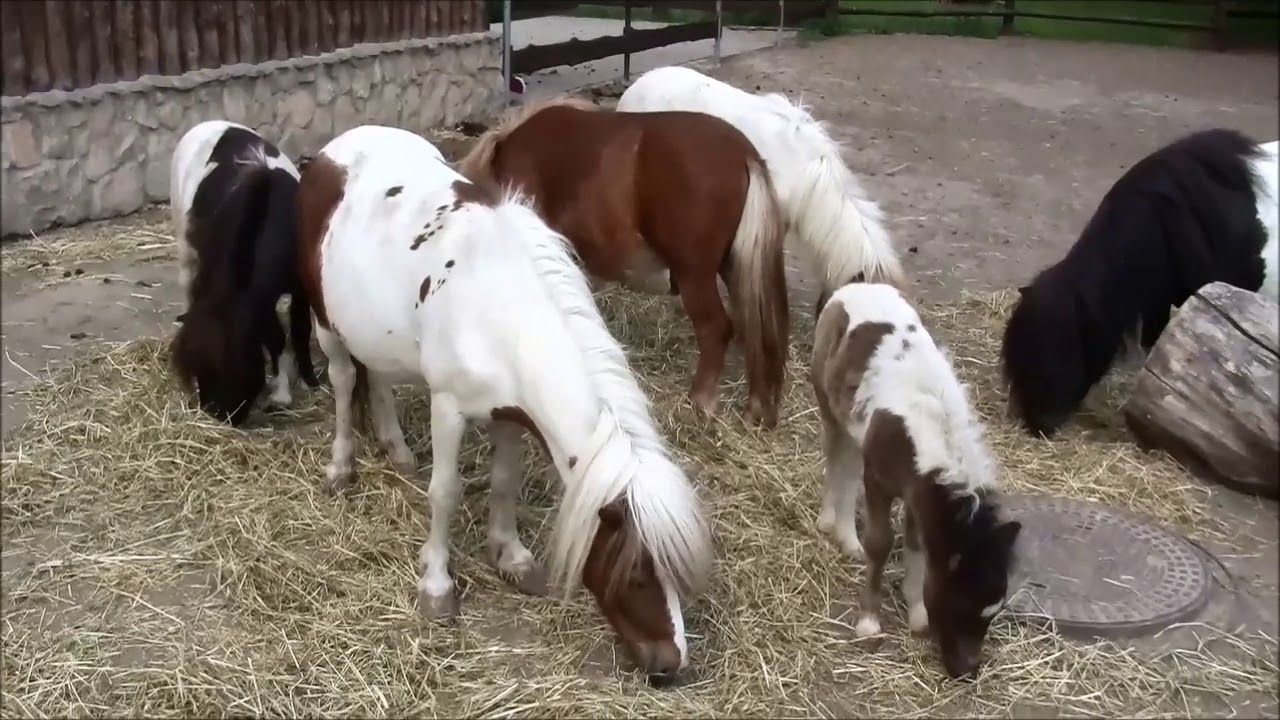 Zoo Zamość, Ogród Zoologiczny im.Stefana Milera - Kuc Szetlandzki