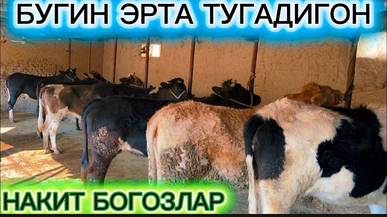 КУНЛИГИ КОЛГАН БОГОЗЛАР АРЗОН ВАРЯНТИДА БУГИНДАН СОТУВДА 2026.02.23