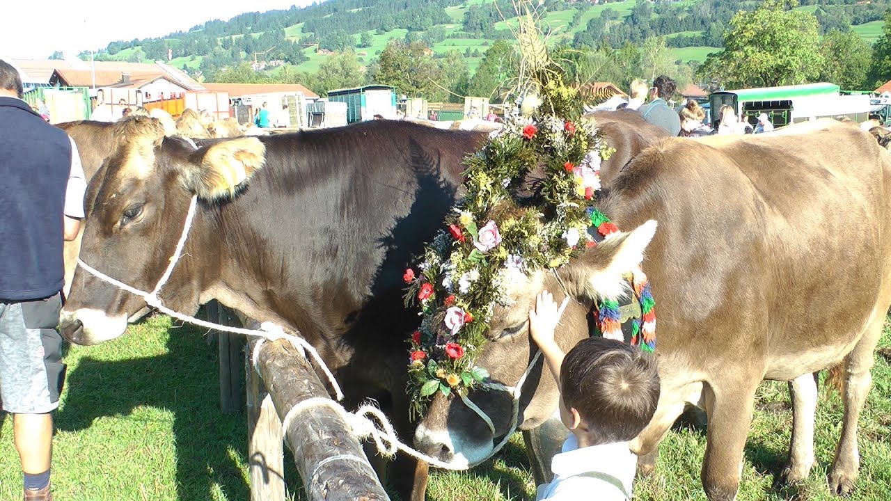 Viehscheid in Bad Hindelang 2016