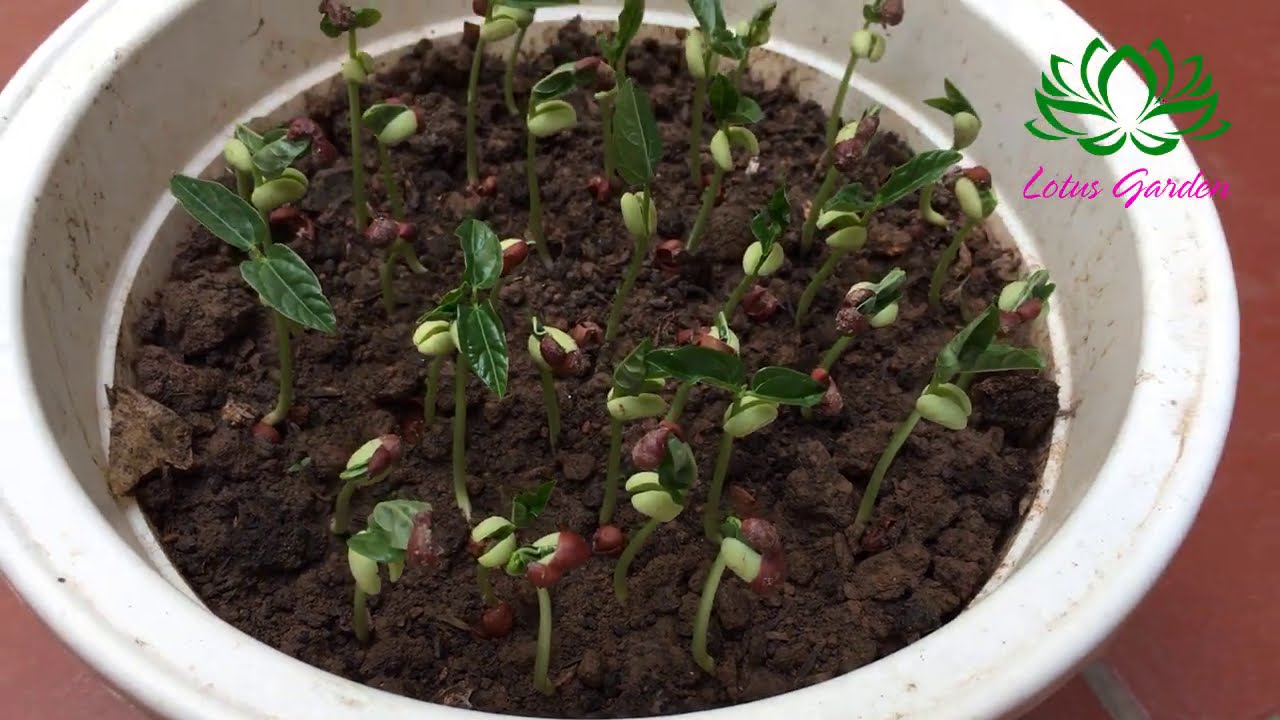 How to grow red beans at home germinate after 1 day