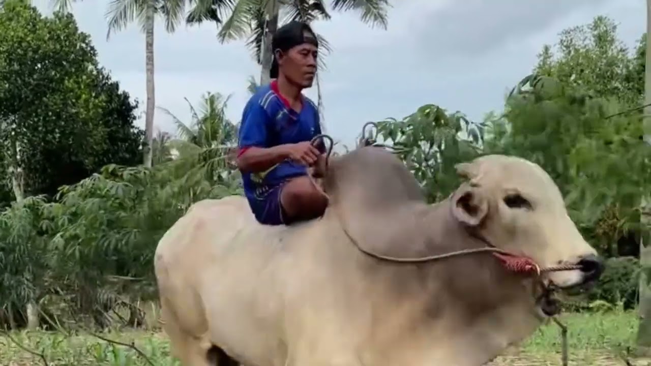 Sapi Terbaru Kandang Setia Farm