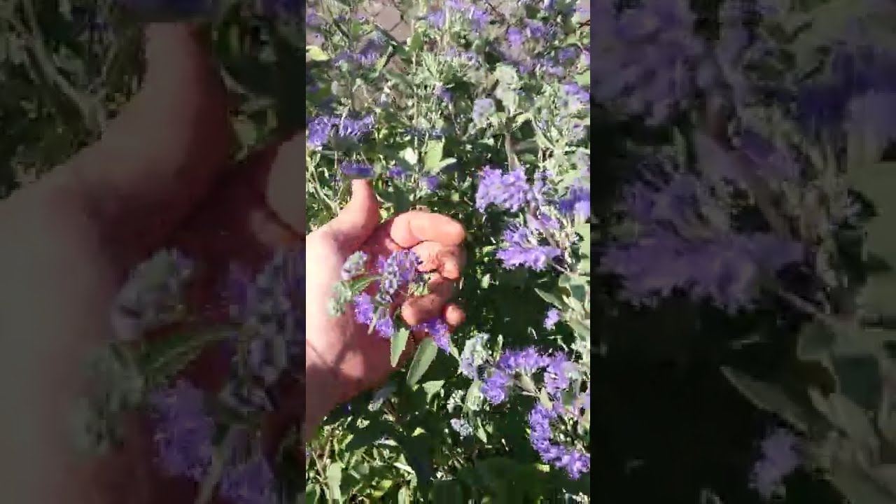 Bartblumen und Stecklingsvermehrung