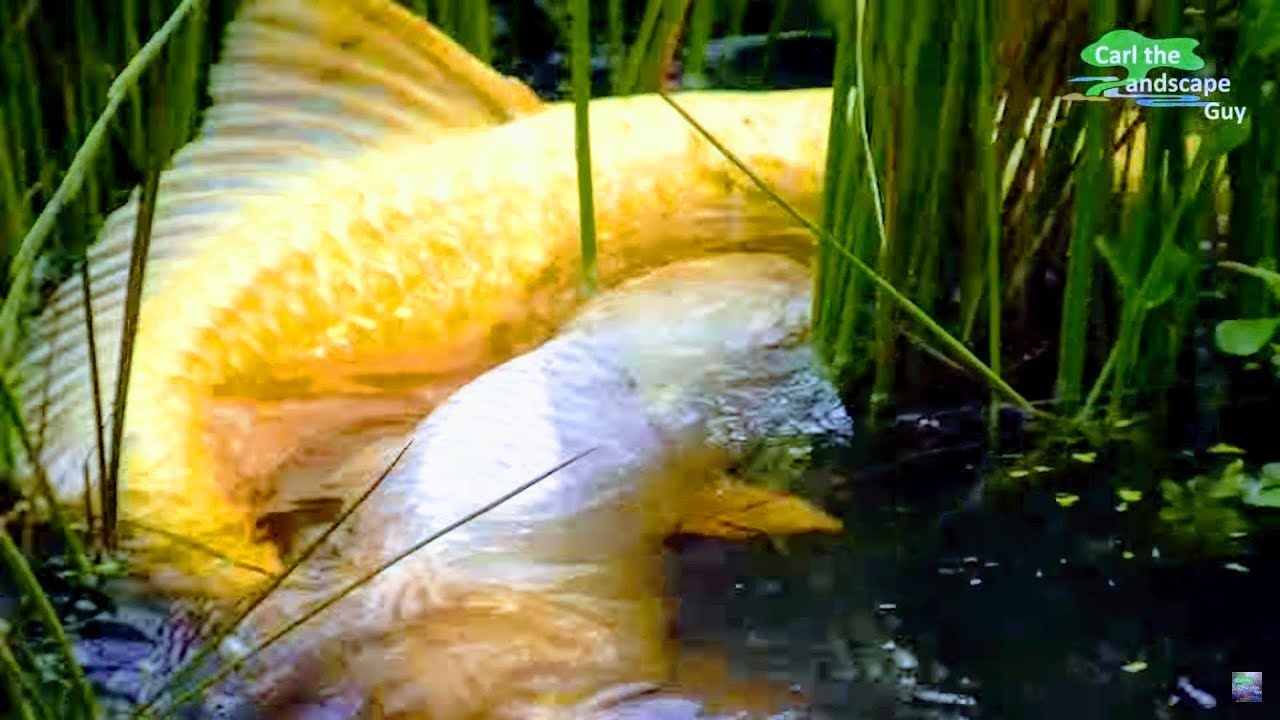 koi нерестится в большом частном природном пруду. yamabuki platinum ogon мужчина нерестится