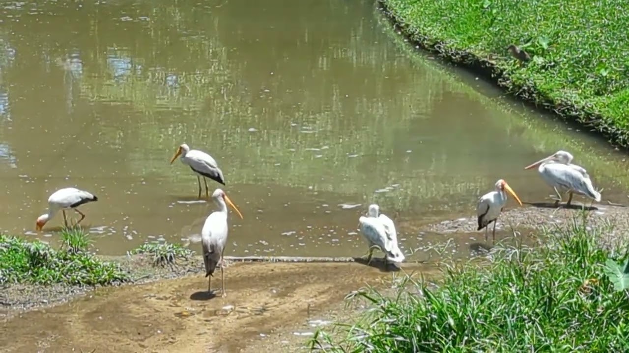 Kuala Lumpur bird park 1