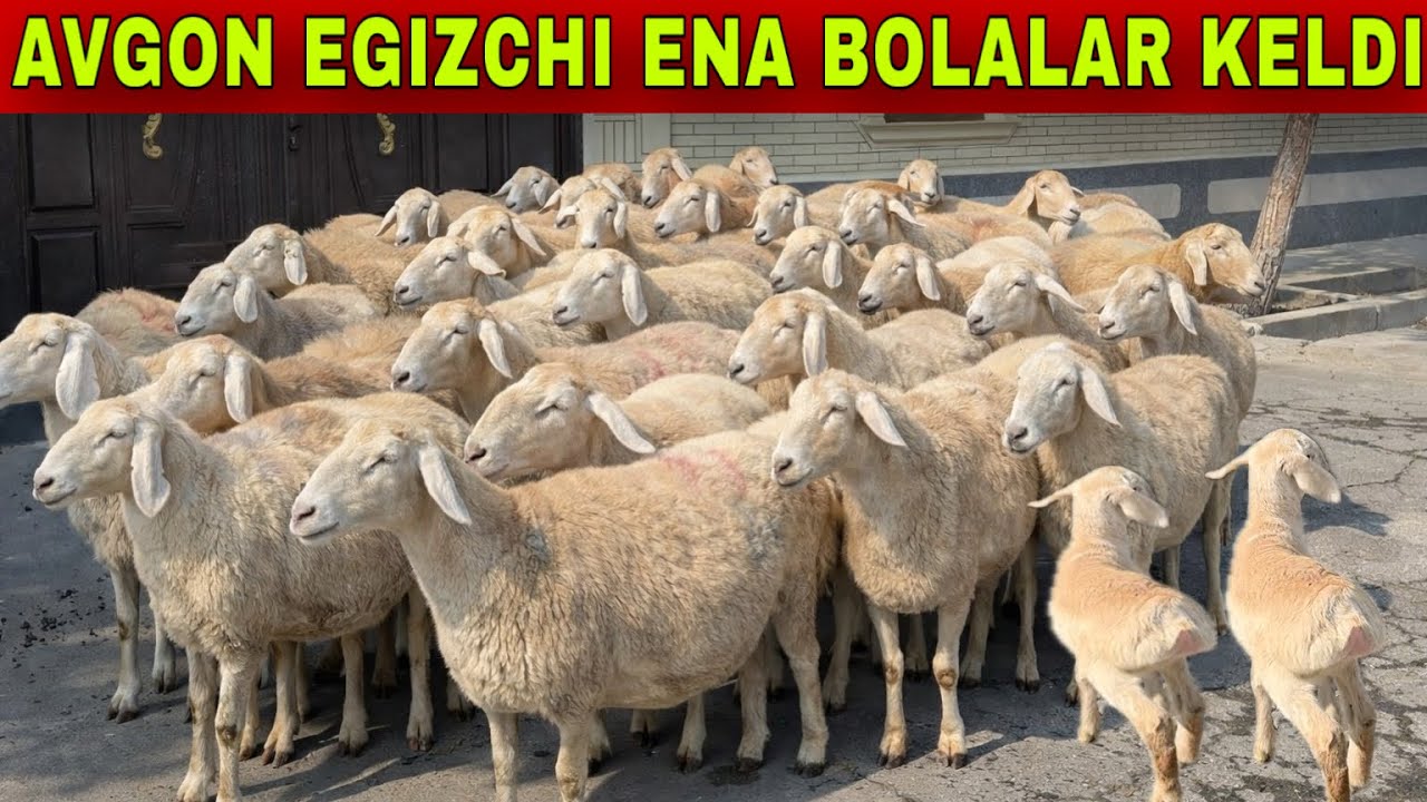 DONYORBEKGA AVGONLAR EGIZCHI VA BOGOZLARIDAN KELDI
