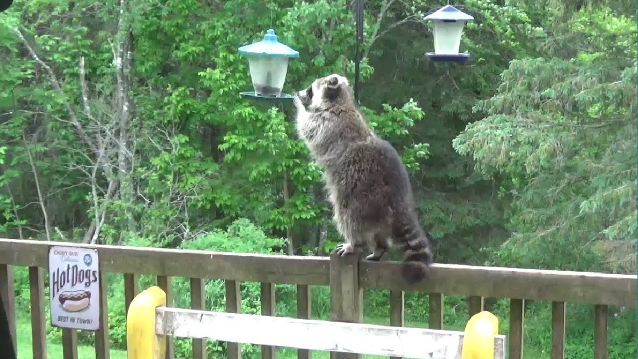 Raccoons Feast in the Daytime