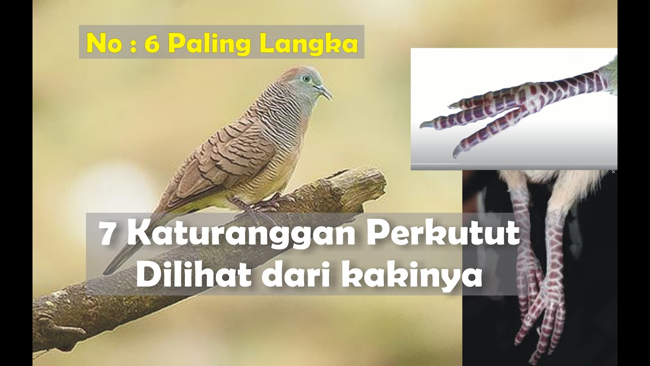 7 KATURANGGAN PERKUTUT DILIHAT DARI KAKINYA || No : 6 Sangat Langka ||