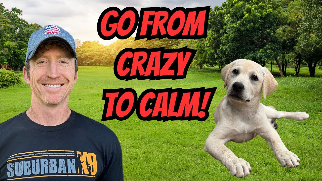 How To Calm Down a Crazy Puppy With Heel, Sit and Stay!