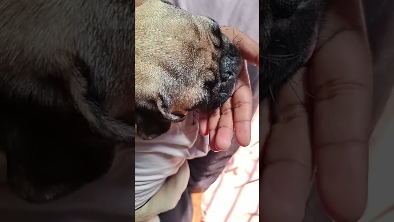 Pug Mischief| Everyday mini vlog of my pug| Funny video 