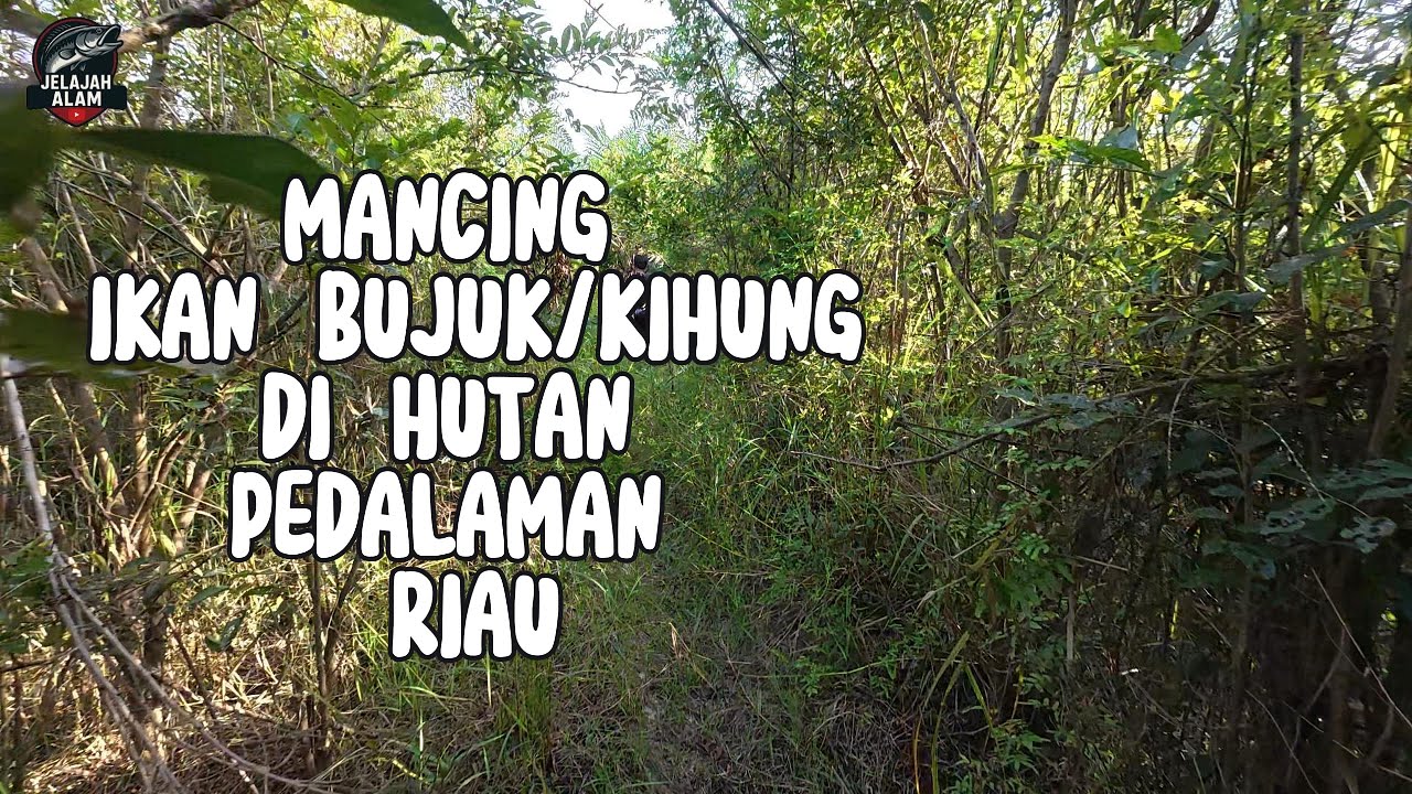 MANCING IKAN BUJUK / KIHUNG DI HUTAN RIAU..!! SNAKEHEAD