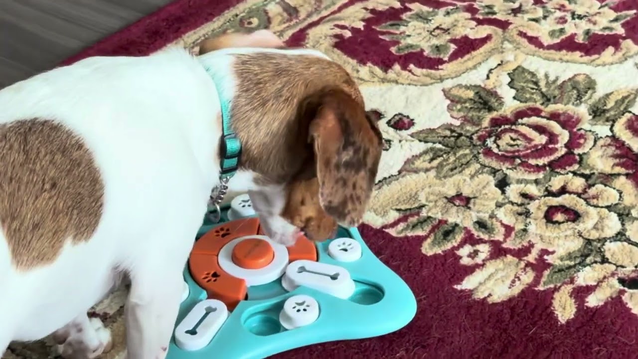 Smart puppy doing a puzzle. 