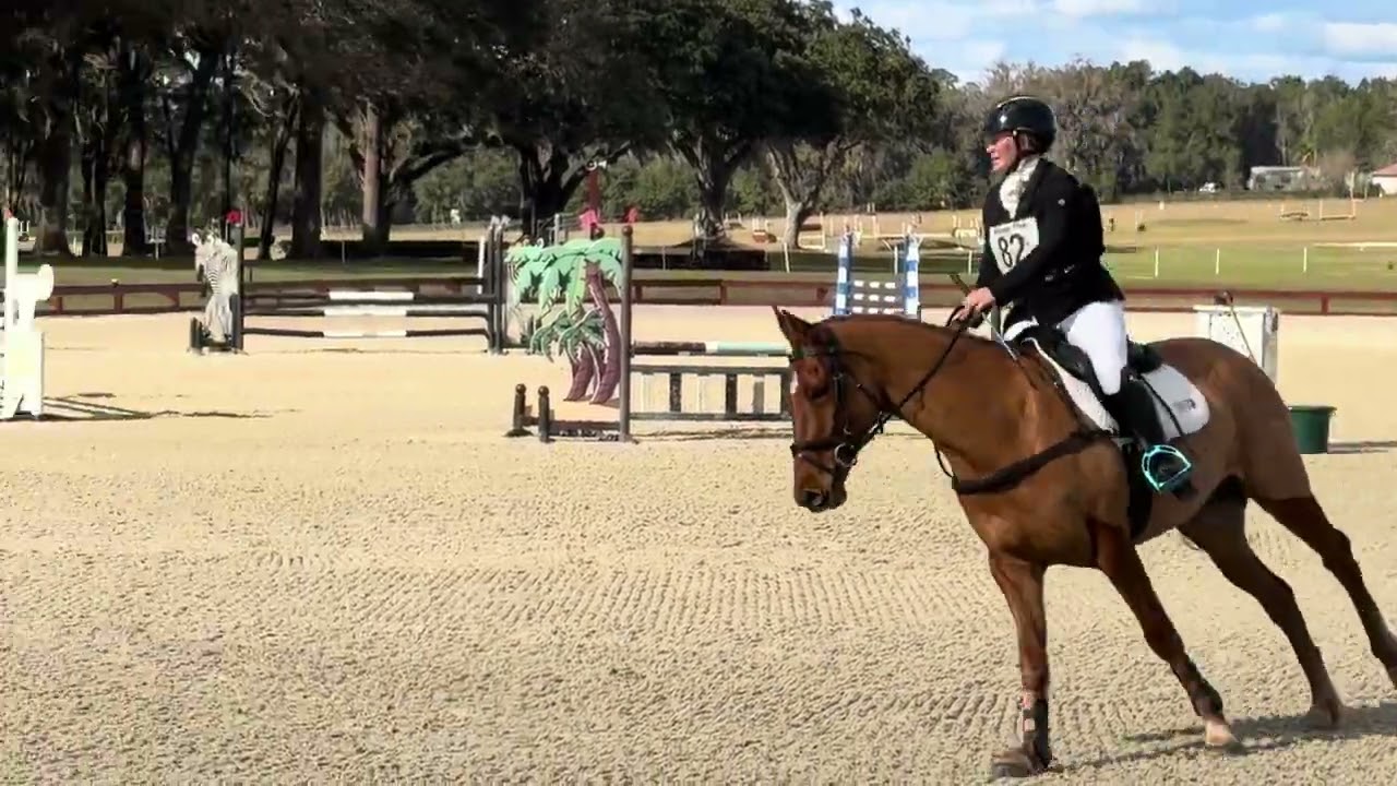 Ardeo Star Attraction (Novice SJ)