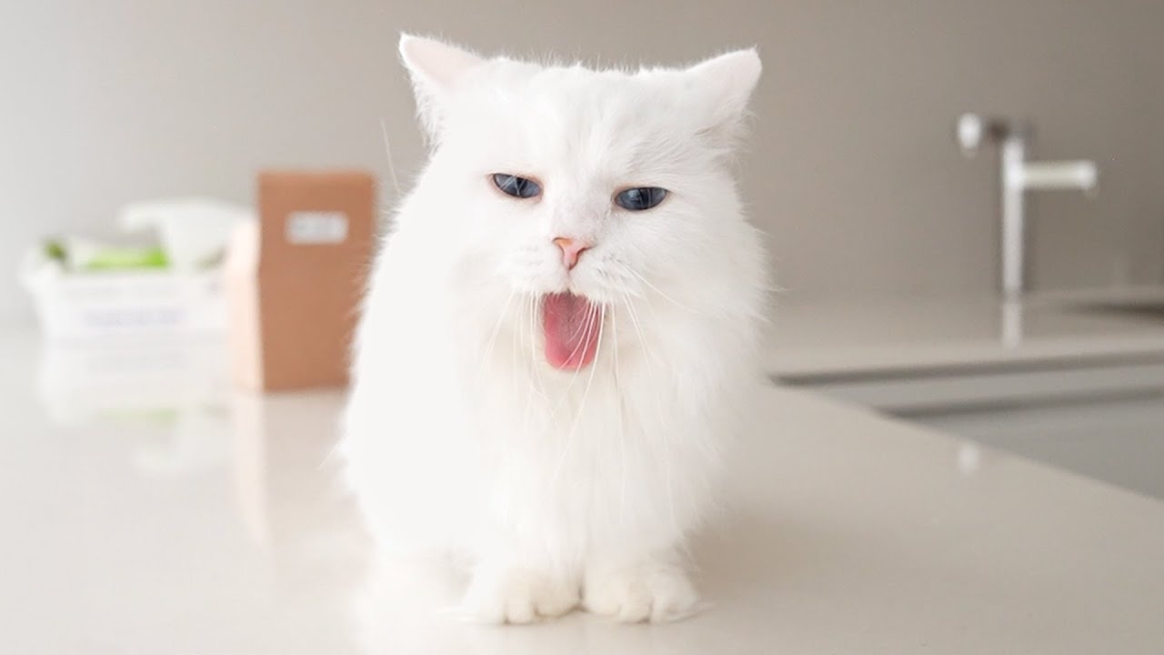 이빨이 싹 뽑힌 이후 라라의 좋은 소식 1가지