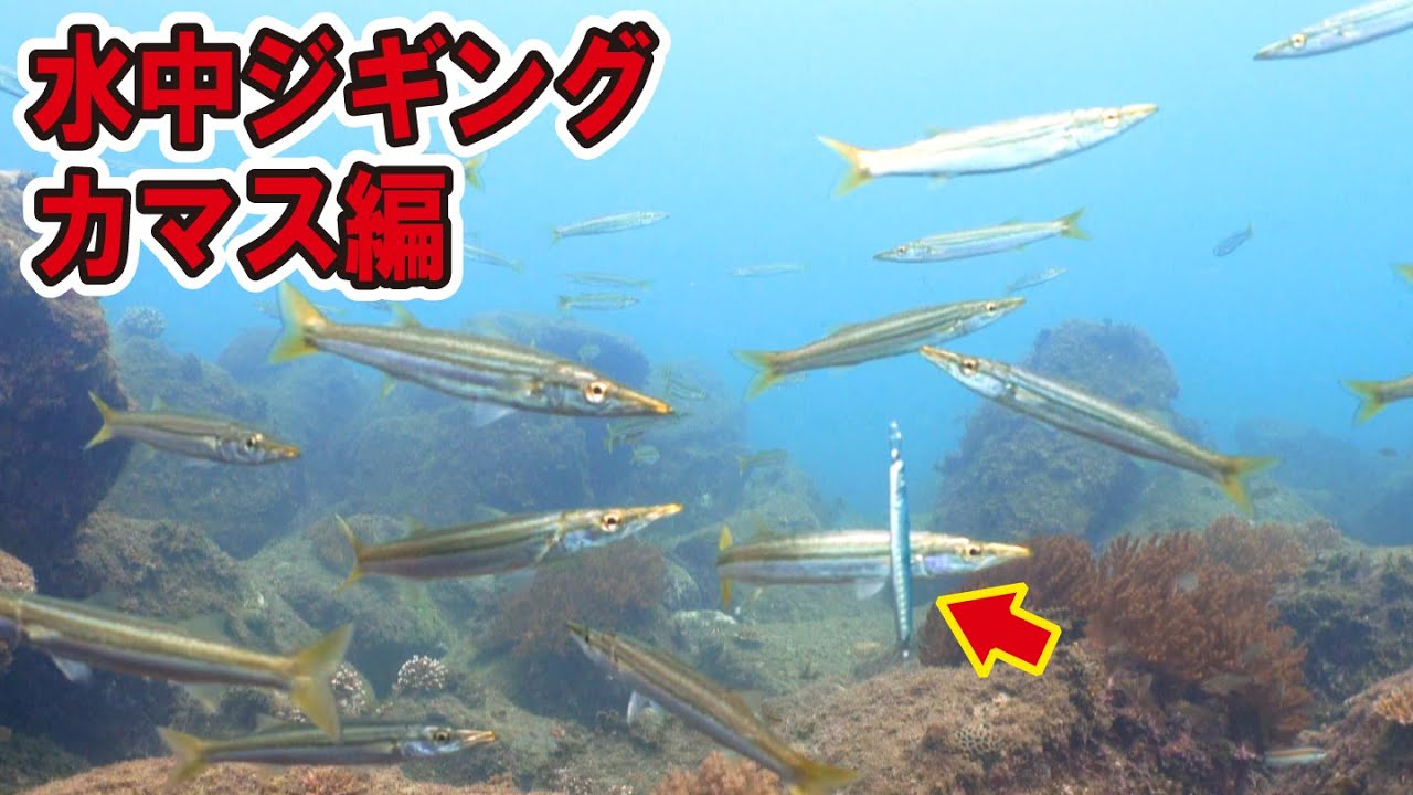 魚は落ちてきたルアーにどう反応するか検証してみた【カマス編】